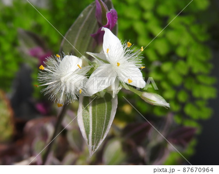 ツユクサ科「トラデスカンチア」の花 87670964