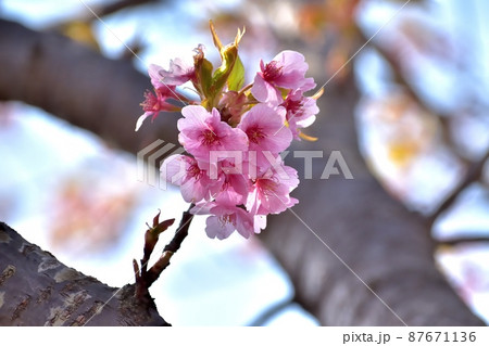 静岡市美和桜(河津桜)220312pm2:27 静岡市美和桜(河津桜)220312pm2:27 87671136