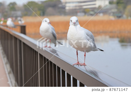 水辺の柵に立つ鳥と睨めっこ 87671147
