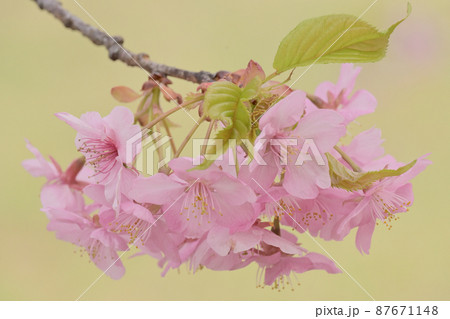 緑の野を背景にしたピンクの桜 87671148