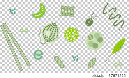 浮游植物 87671213
