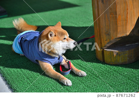 日向ぼっこする柴犬　豆柴 87671262