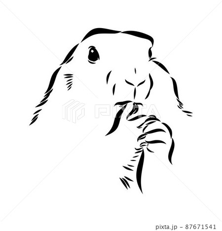 Groundhog sketch vector graphics black and white monochrome figure head 87671541