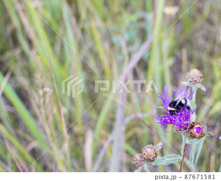 Bumblebee on a thistle against blured green background with copy space Bumblebee on a thistle against blured green background with copy space 87671581