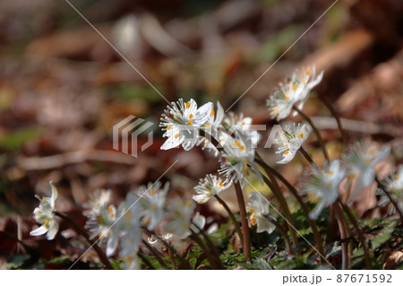 バイカオウレンの白い花 バイカオウレンの白い花 87671592