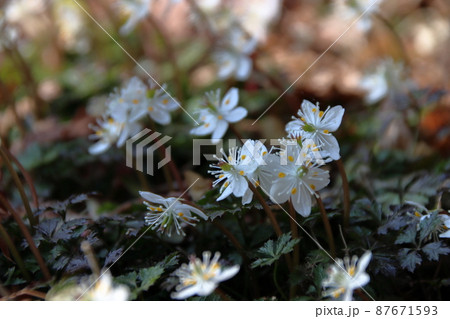 バイカオウレンの白い花 バイカオウレンの白い花 87671593