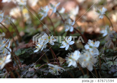 バイカオウレンの白い花 87671594