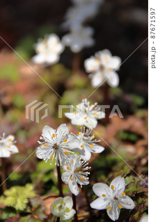 バイカオウレンの白い花 バイカオウレンの白い花 87671597