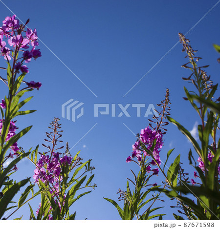 Blooming Willow herb, Ivan tea on blue sky. Willow-herb meadow. willow-herb tea, Blooming Willow herb, Ivan tea on blue sky. Willow-herb meadow. willow-herb tea, 87671598