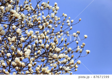 こぶしの花 こぶしの花 87671599