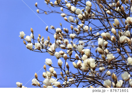こぶしの花 87671601