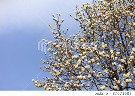 こぶしの花 こぶしの花 87671602