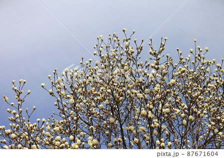 こぶしの花 こぶしの花 87671604