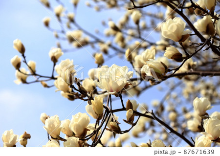 こぶしの花 こぶしの花 87671639