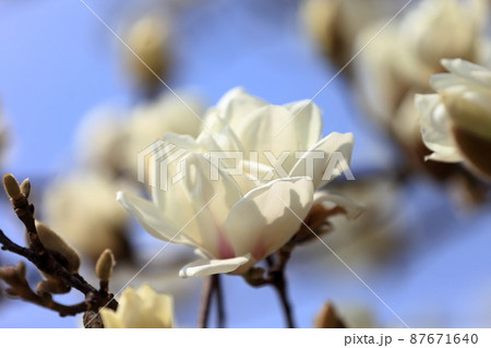 こぶしの花 こぶしの花 87671640