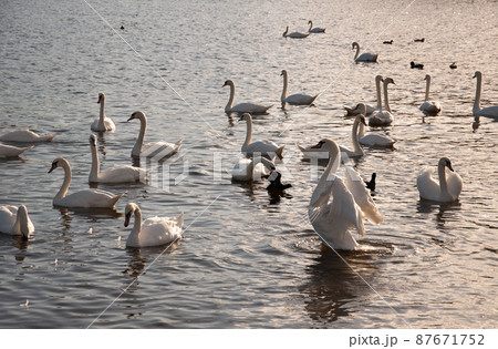 Golden hour of swans on water. 87671752