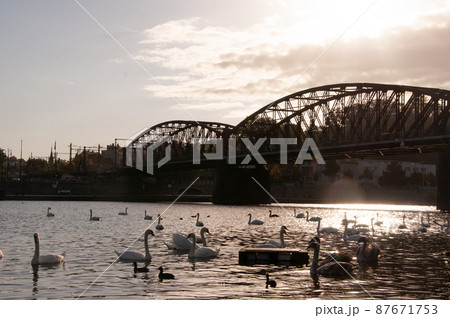River Vltava in Prague and swans on bridge background. River Vltava in Prague and swans on bridge background. 87671753