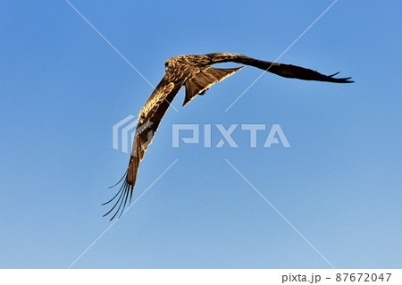 青空背景のトンビ 87672047