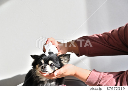 犬のお手入れをする女性　チワワ　グルーミング 87672319