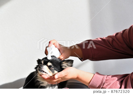 犬のお手入れをする女性　チワワ　グルーミング 87672320