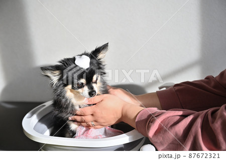 犬のお手入れをする女性　チワワ　グルーミング 87672321