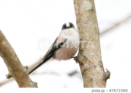 シジュウカラ シジュウカラ 87672360