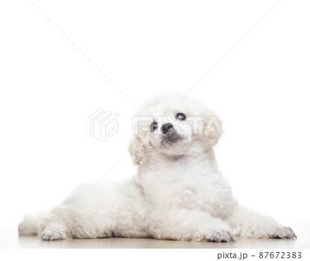 image of dog white background 87672383