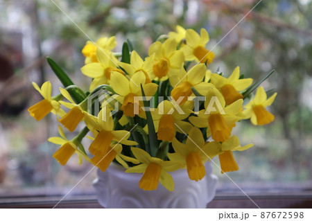 庭の花スイセンを出窓に飾る 庭の花スイセンを出窓に飾る 87672598
