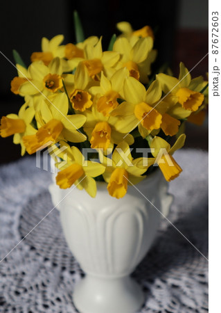 午後の陽ざしを浴びるスイセンの花 午後の陽ざしを浴びるスイセンの花 87672603