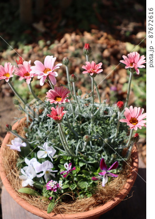 ローダンセマムの花寄せ植え 87672616