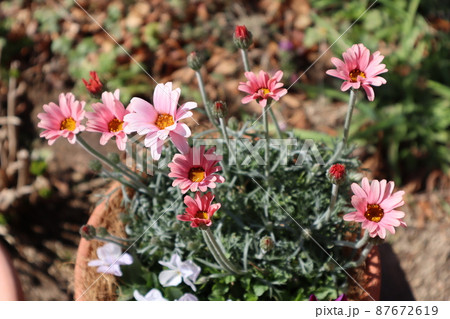 春の花寄せ植えローダンセマムの写真素材