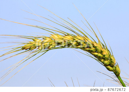 小麦 むぎ ムギ 87672672