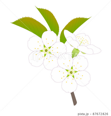 緑色の葉と白い花がついたサクランボの木の枝のイラスト素材