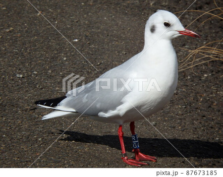 加瀬沼で羽を休めていた足環のあるユリカモメ 87673185