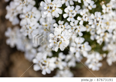 満開のイベリスの花 87673191