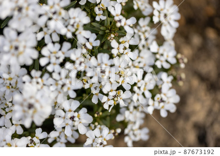 満開のイベリスの花 87673192