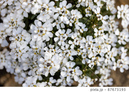 満開のイベリスの花の写真素材
