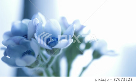 爽やかな朝 87673223