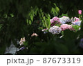 紫陽花花畑 87673319