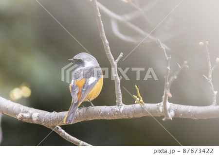 梅とジョウビタキ 梅とジョウビタキ 87673422