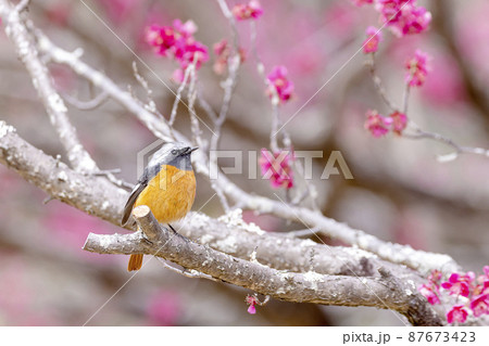 梅とジョウビタキ 梅とジョウビタキ 87673423