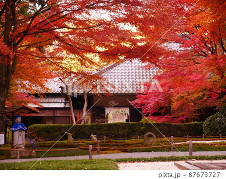 鎌倉・紅葉の明月院 鎌倉・紅葉の明月院 87673727