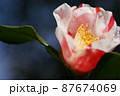 紅白椿 87674069
