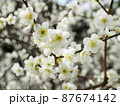 春の白い梅の花 87674142