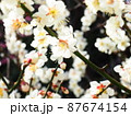 春の白い梅の花 87674154