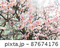 写真素材: 眞性寺の梅　東京都豊島区巣鴨 87674176
