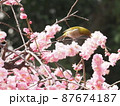 春の花の蜜を吸うメジロ 87674187