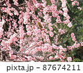 春の花とメジロ 87674211