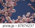 空と桜　1 87674237