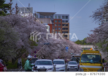 国立市・大学通りの桜並木【春イメージ】 国立市・大学通りの桜並木【春イメージ】 87674300
